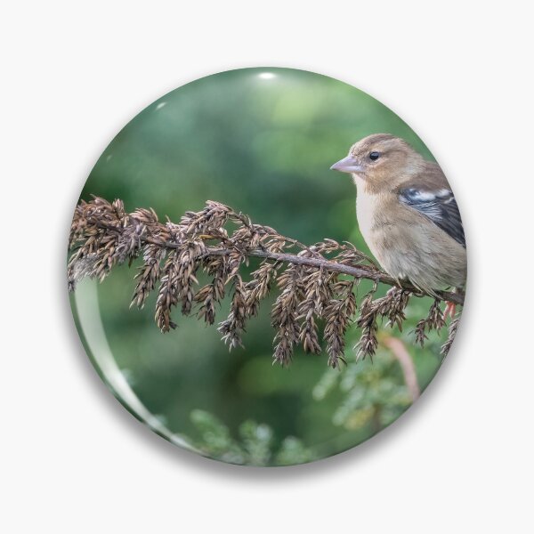 Item preview, Female Azores Chaffinch designed and sold by ansaharju.