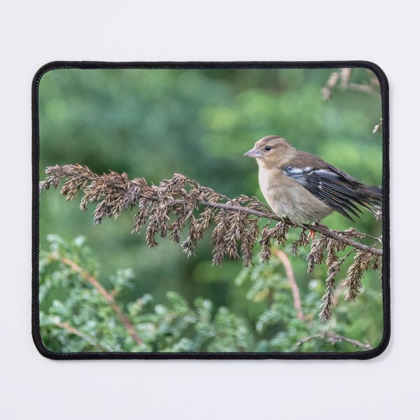 Item preview, Female Azores Chaffinch designed and sold by ansaharju.