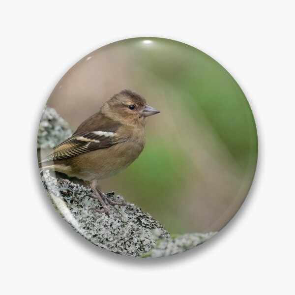 Item preview, Female Azores Chaffinch designed and sold by ansaharju.