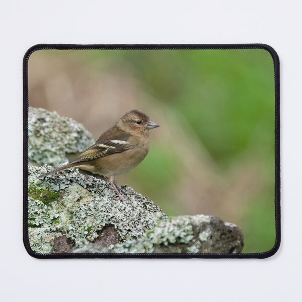 Item preview, Female Azores Chaffinch designed and sold by ansaharju.