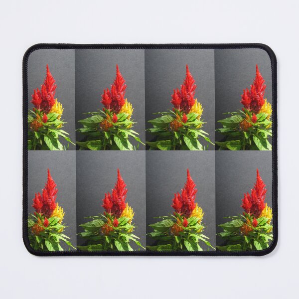 Item preview, Vibrant Flames of Red and Yellow Celosia Flowers designed and sold by JoyousArt4u.