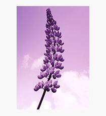 Lupin Photographic Print