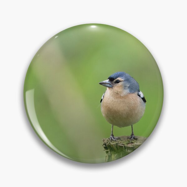 Item preview, Azores Chaffinch designed and sold by ansaharju.