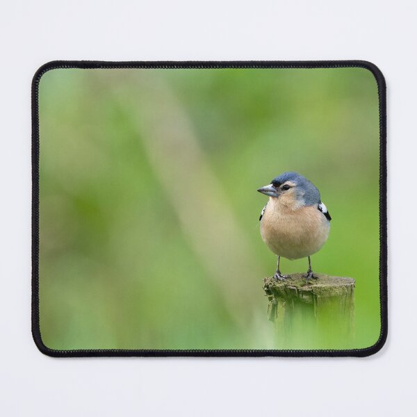 Item preview, Azores Chaffinch designed and sold by ansaharju.
