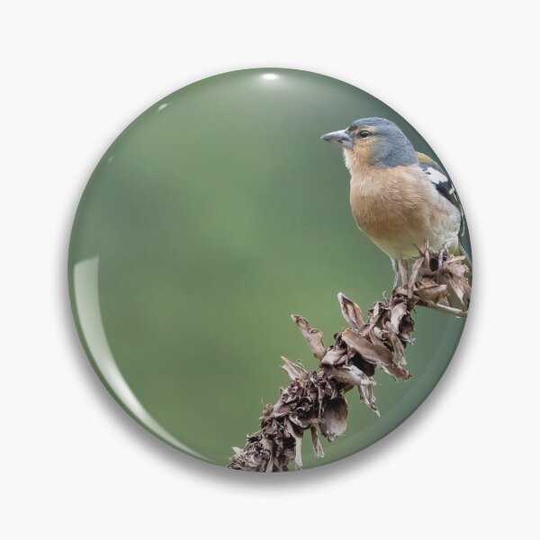 Item preview, Azores Chaffinch designed and sold by ansaharju.