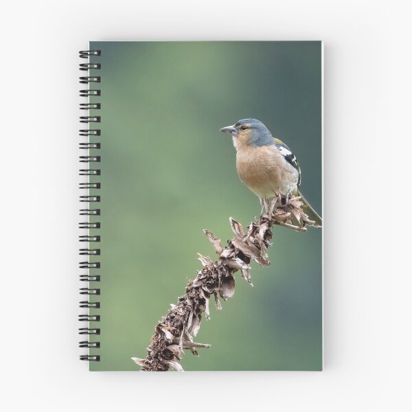 Item preview, Azores Chaffinch designed and sold by ansaharju.