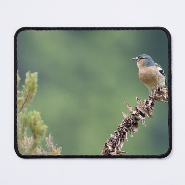 Item preview, Azores Chaffinch designed and sold by ansaharju.