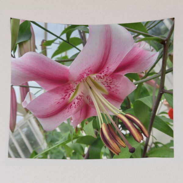 Item preview, Pink Lily flower. designed and sold by claireseyeview.