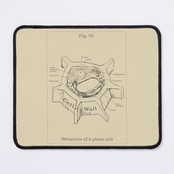 Item preview, Plant cell structure - Vintage textbook figure designed and sold by MicroMarket.