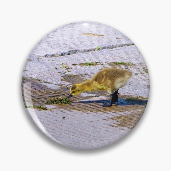 Item preview, Canada Goose Gosling Pecking at a Weed designed and sold by BackyardBirder.