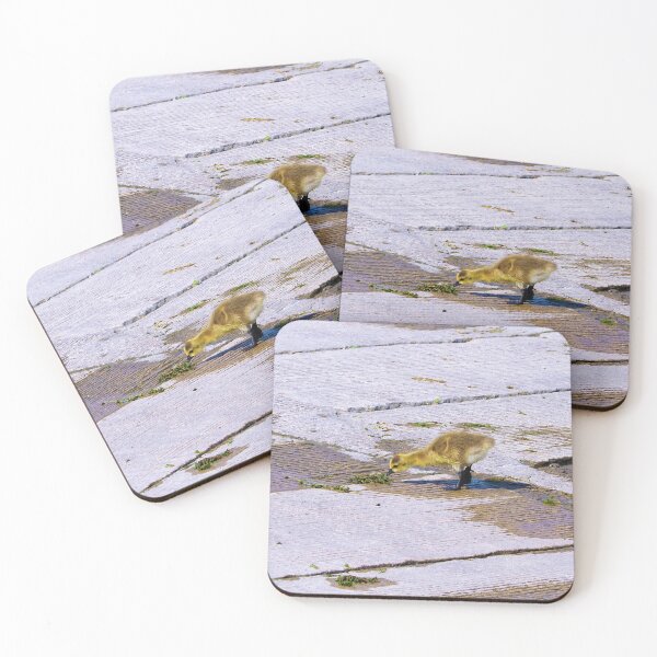 Item preview, Canada Goose Gosling Pecking at a Weed designed and sold by BackyardBirder.