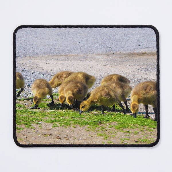 Item preview, Hungry Canada Goose Gosling Family designed and sold by BackyardBirder.
