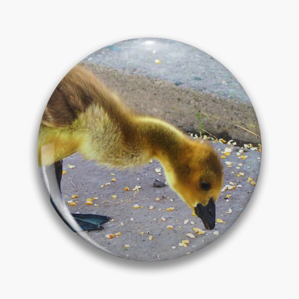 Item preview, Canada Goose Gosling Pecking at Some Bird Seed designed and sold by BackyardBirder.