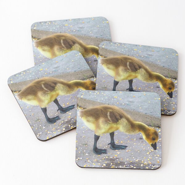 Item preview, Canada Goose Gosling Pecking at Some Bird Seed designed and sold by BackyardBirder.