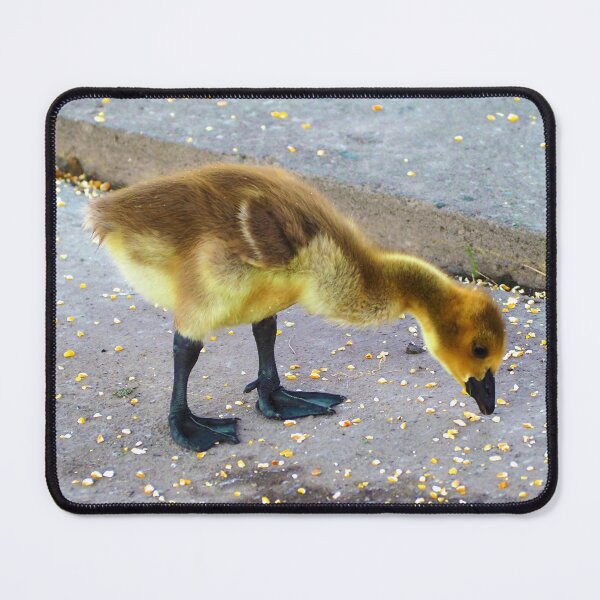 Item preview, Canada Goose Gosling Pecking at Some Bird Seed designed and sold by BackyardBirder.
