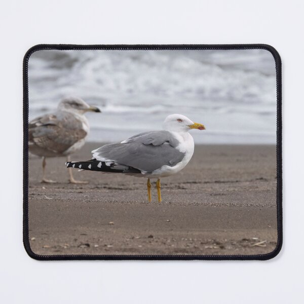 Item preview, Yellow-legged gulls designed and sold by ansaharju.