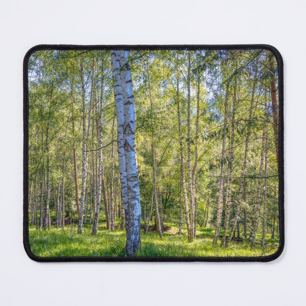 Item preview, Silver Birch Forest in Trentino designed and sold by Viv Thompson Photography .