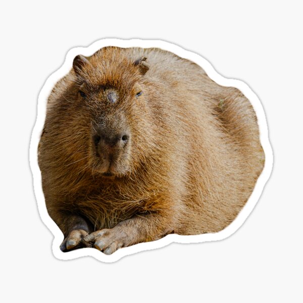 Item preview, Capybara dozing in the sunshine designed and sold by OwlOccasions.