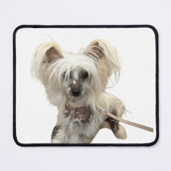 Item preview, Elegant Chinese Crested Dog T-Shirt: designed and sold by Puppy Paws.