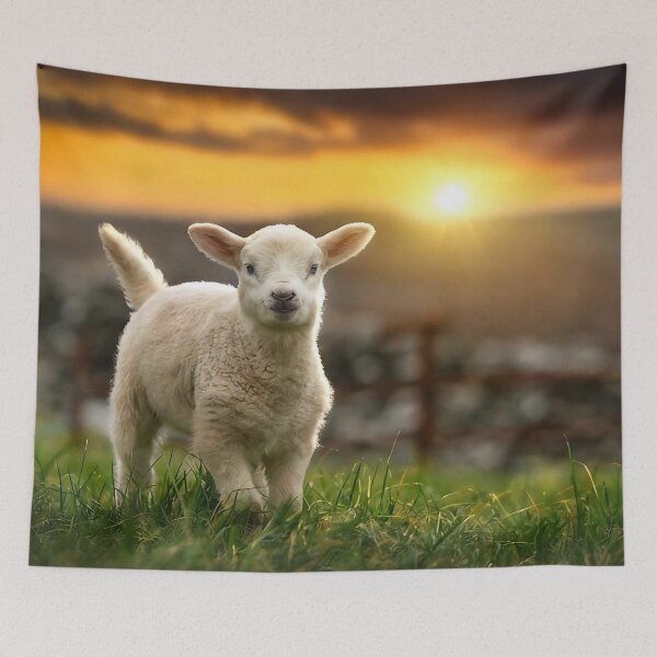 Item preview, Cute Lamb Photograph 1 designed and sold by Animal Overload.