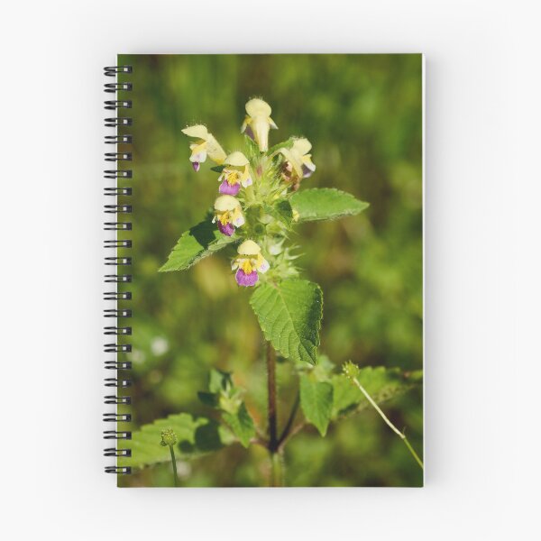 Item preview, The colorfull Large-flowered hemp-nettle designed and sold by Jouko Lehto Photography.