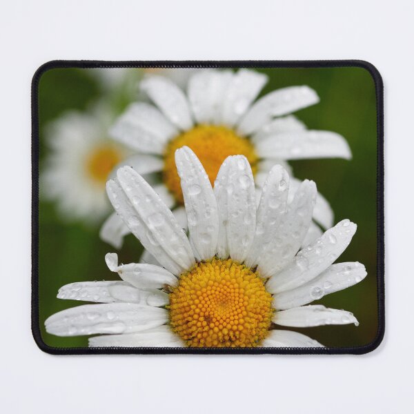 Item preview, On a rainy day. Oxeye daisy designed and sold by Jouko Lehto Photography.