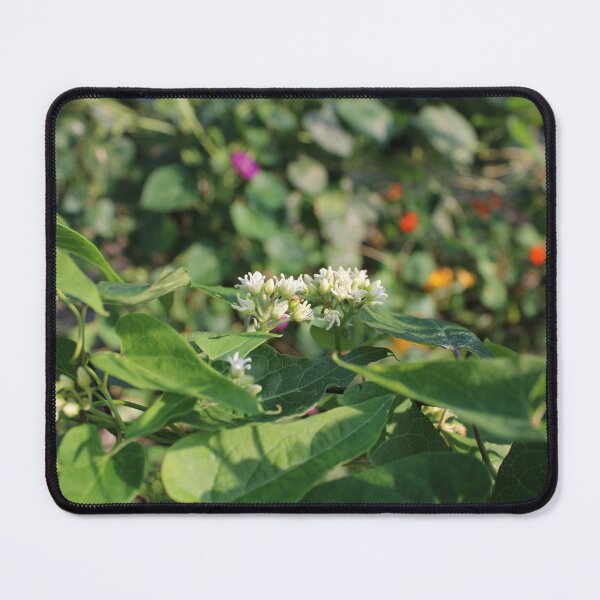 Item preview, Cynanchum designed and sold by McFleur's Lens.