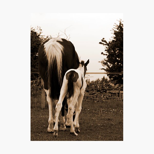 Item preview, Horsey bum :) designed and sold by Kasia Fiszer.