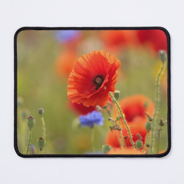 Item preview, Digital photographof wind blown poppy designed and sold by SimonJohnson1.