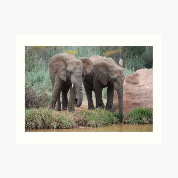 Drinking Art Print