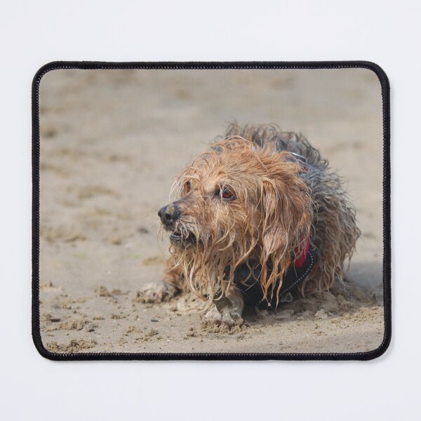 Item preview, Dog playing on the beach designed and sold by GreyFeatherPhot.