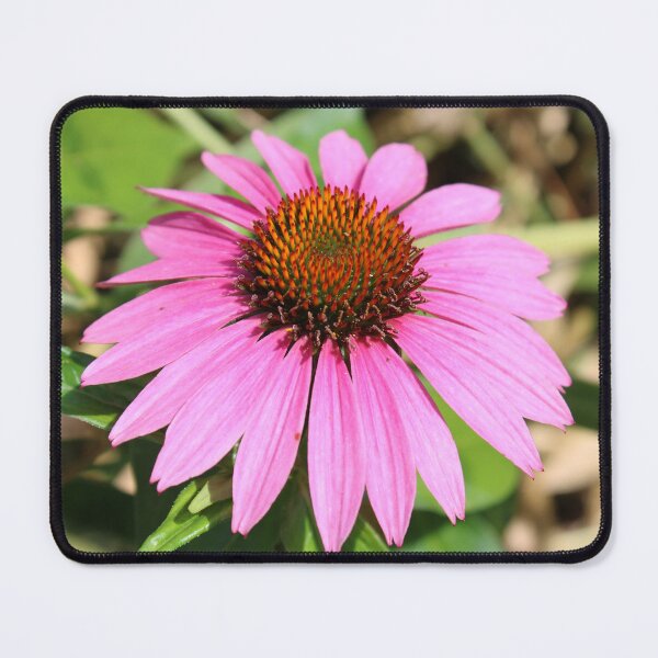 Item preview, Pretty echinacea flower  designed and sold by McFleur's Lens.