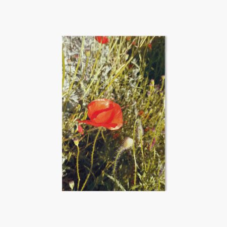 Poppies Art Board Print