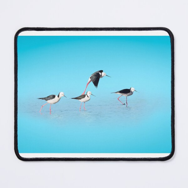 Item preview, Pied Stilt designed and sold by TedmBinegas.