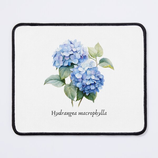 Item preview, Hydrangea Scientific Name designed and sold by SedraDesigns.