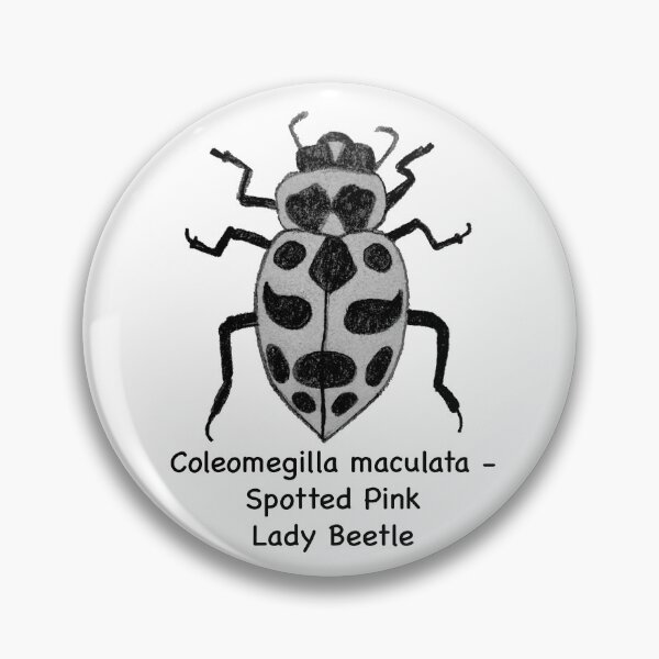 Item preview, Spotted Pink Lady Beetle - Coleomegilla maculata designed and sold by scarpacific.