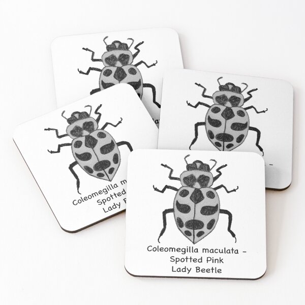 Item preview, Spotted Pink Lady Beetle - Coleomegilla maculata designed and sold by scarpacific.