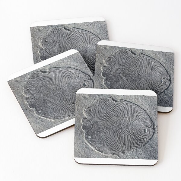 Item preview, dickinsonia fossil designed and sold by tombrookes07.
