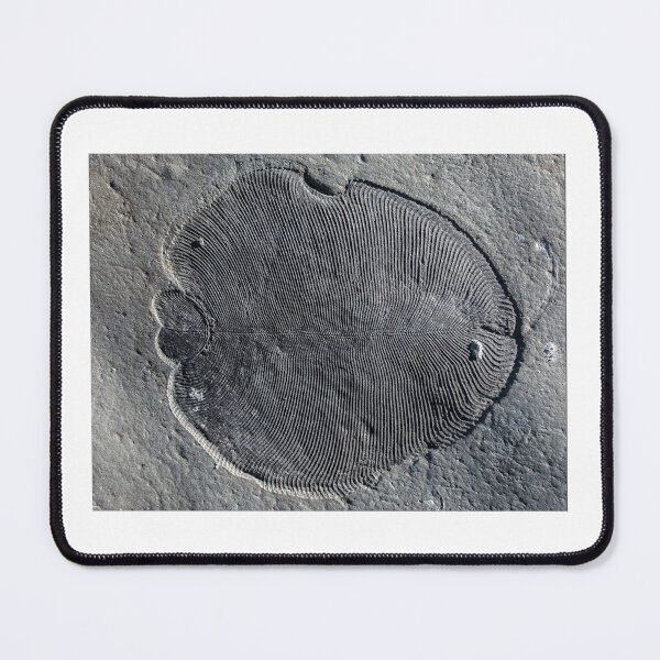 Item preview, dickinsonia fossil designed and sold by tombrookes07.