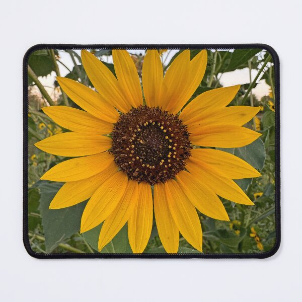 Item preview, Kearney NE Eastbound Rest Area Study 1 designed and sold by Robert Meyers-Lussier.