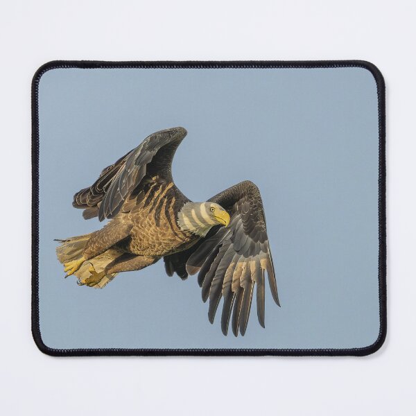 Item preview, Bald Eagle in Flight at Sunrise designed and sold by Puttaswamy Ravishankar.