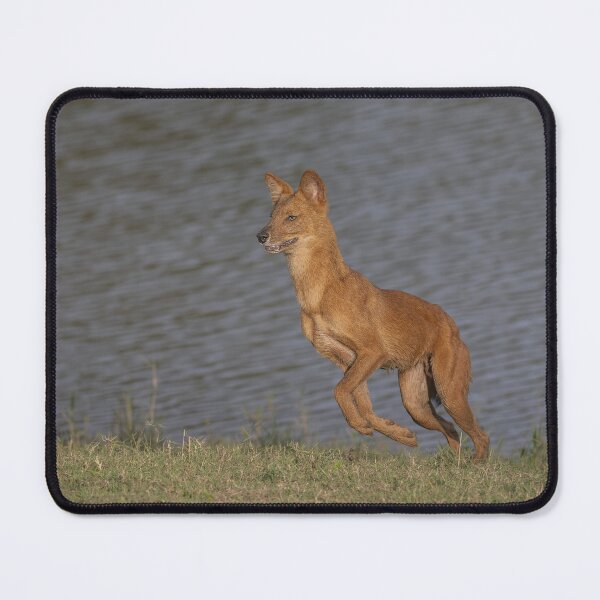 Item preview, Dhole Near a Lake designed and sold by Puttaswamy Ravishankar.