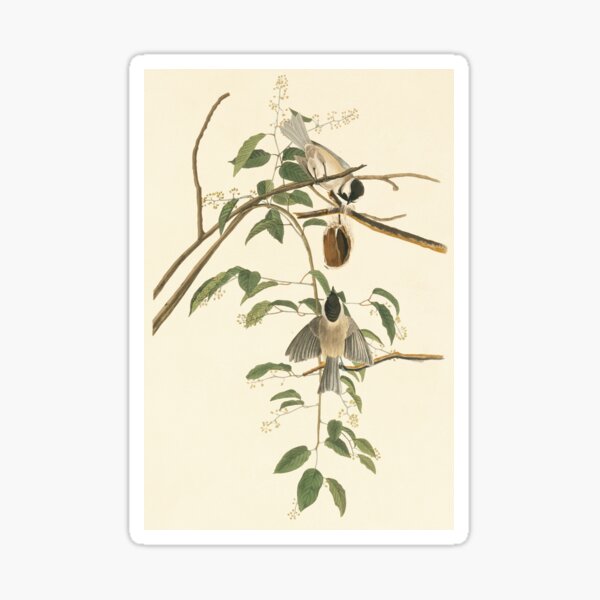 Item preview, Carolina chickadee, artwork (C011/2588) designed and sold by SciencePhoto.