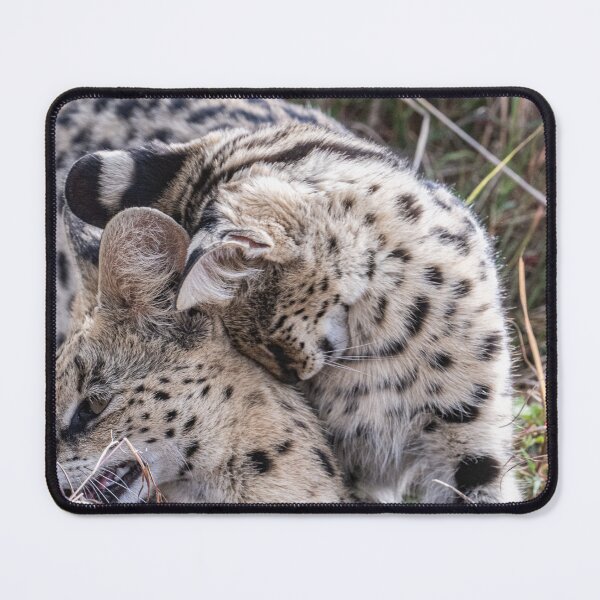 Item preview, Serval with baby designed and sold by Ingo Gerlach.