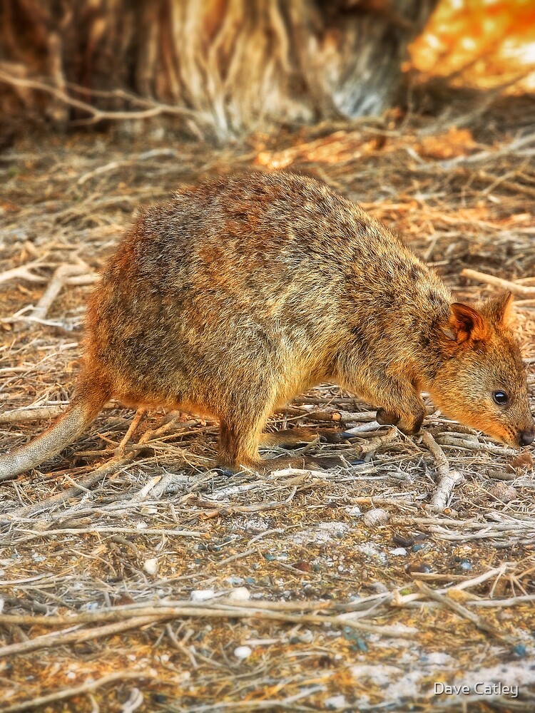 "Sunset Quokka, Rottnest Island, Perth" Scarf by MADCAT ...