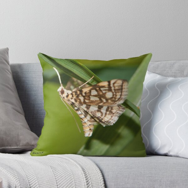 Item preview, Bog Lyngropia Moth IMG_3475 designed and sold by DigitallyStill.