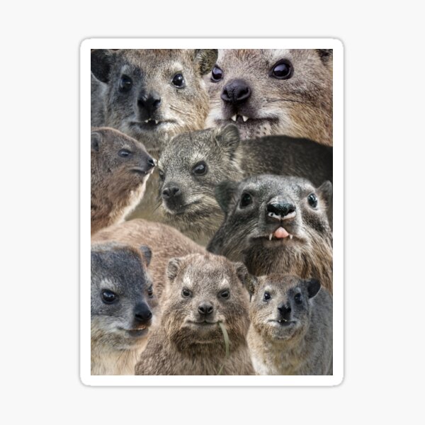 Item preview, A LOT of Rock Hyrax here designed and sold by mrhyrax.