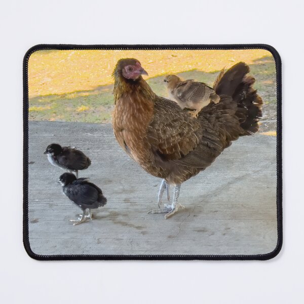 Item preview, Mother Chicken and Chicks on Back designed and sold by SafariByMarisa.