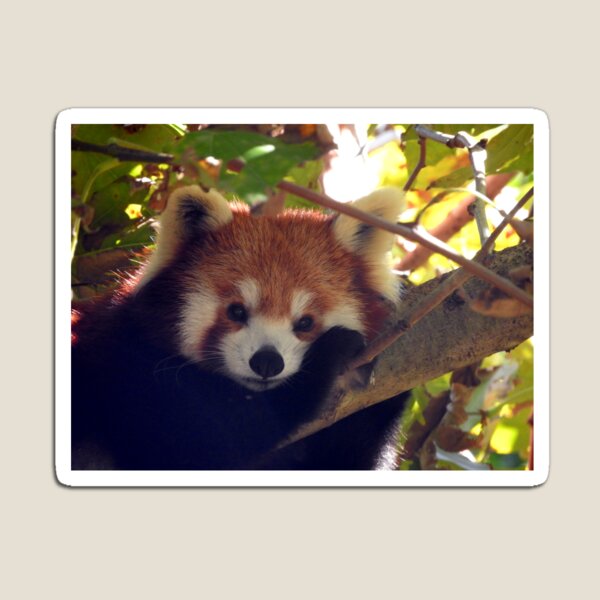 Red Panda Magnet