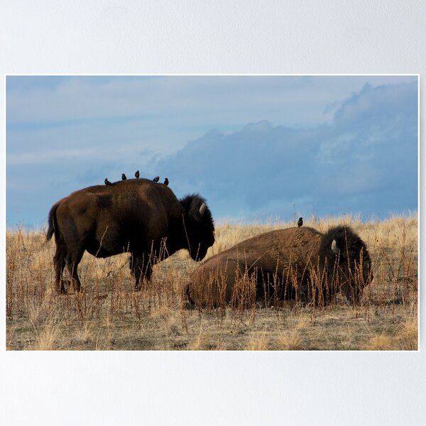 Item preview, Bird on Buffalo designed and sold by Rick Champlin.
